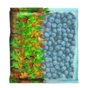 PETRUCCI MIRTILLI 450 grms