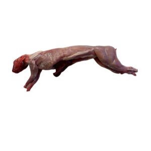 BUTCHER FRESH RABBIT WHOLE
